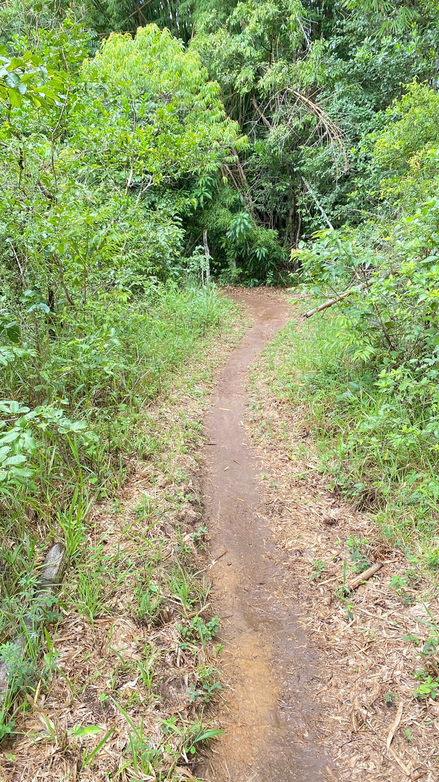 Terreno Próximo Cachoeira Abade em Pirenópolis - Imagem 2