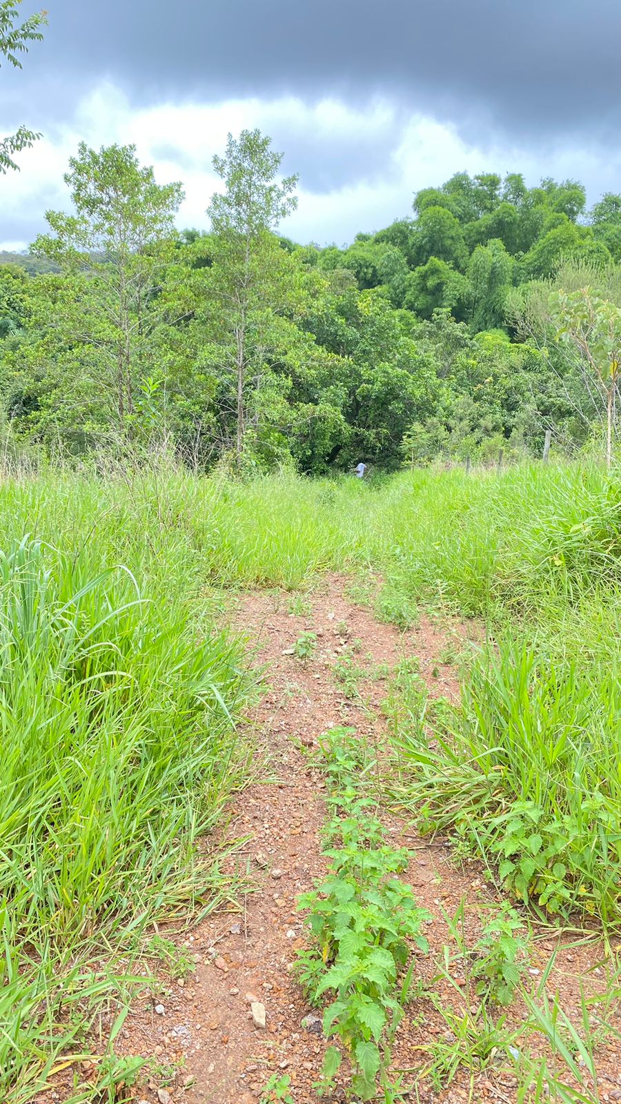 Terreno Próximo Cachoeira Abade em Pirenópolis - Imagem 6